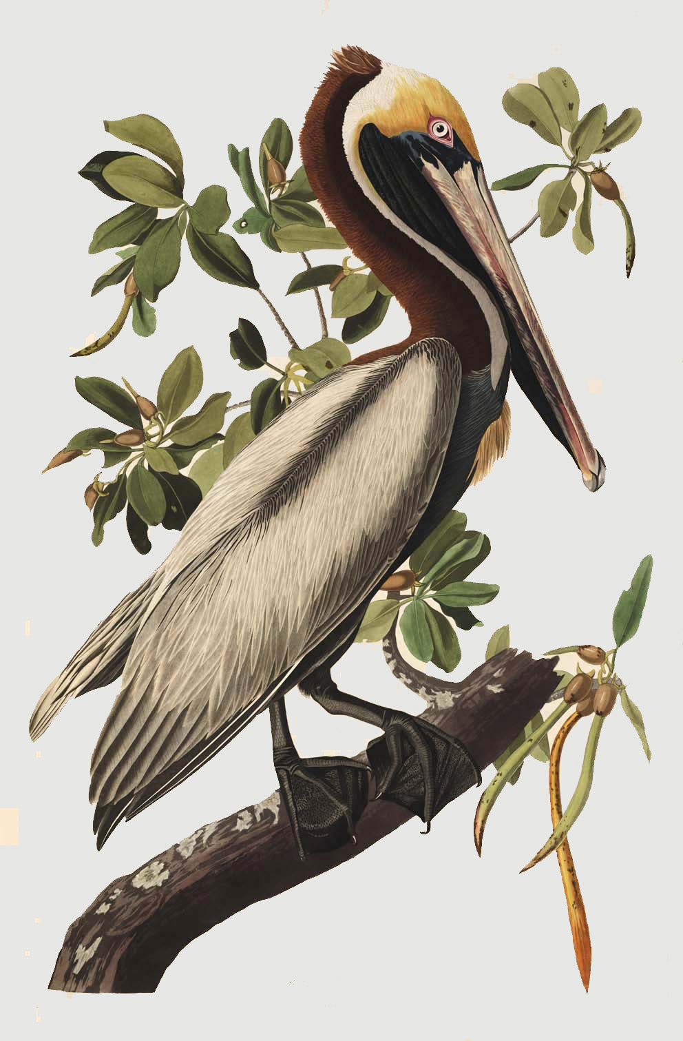 Audubon, giclee, bird, prints, teyler, haarlem,pelican, brown pelican, facsimile