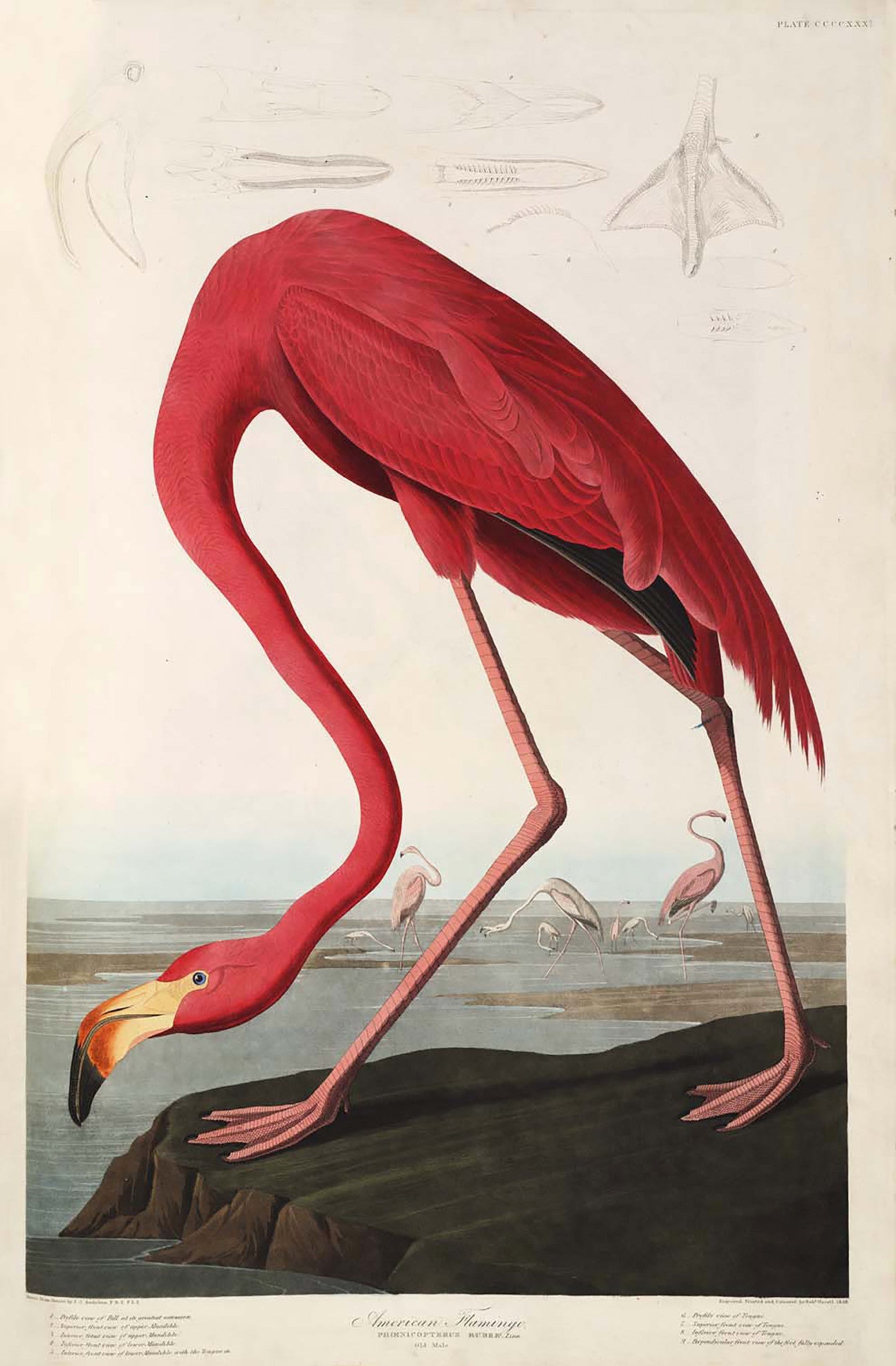Print "American Flamingo" by Audubon. Antiquariaat de Vries & de Vries.