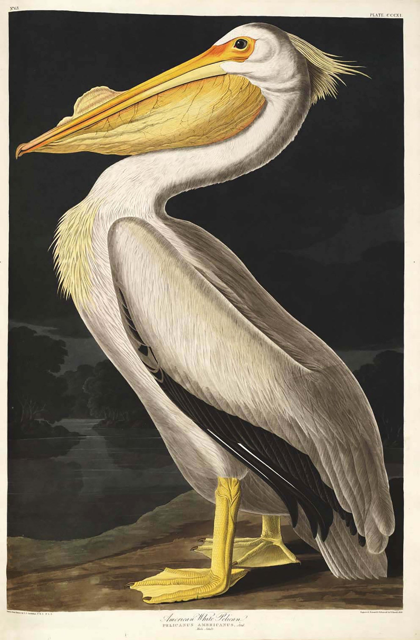 Print "American White Pelican" by Audubon. Antiquariaat de Vries & de Vries. 