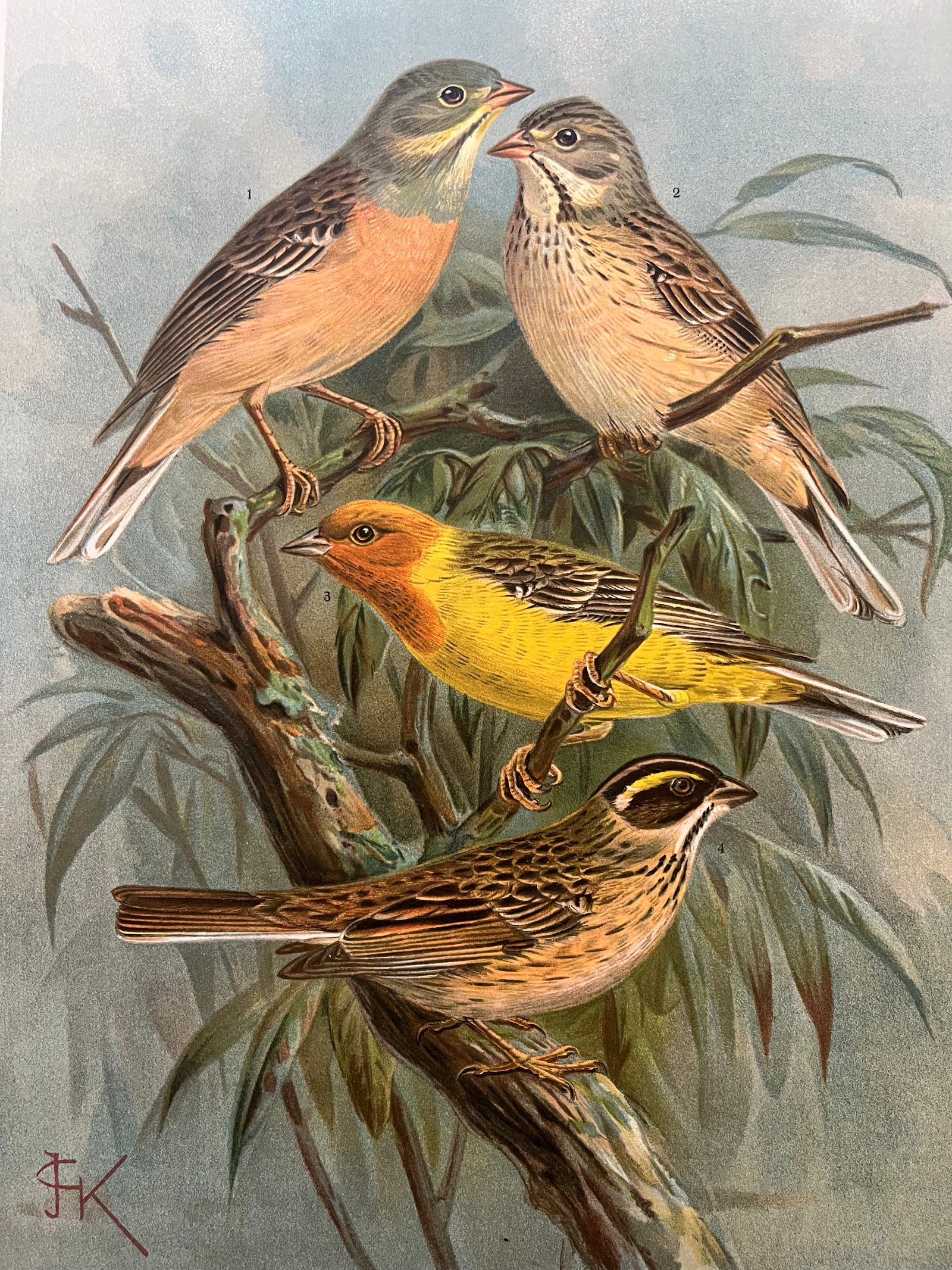 Birdprint: Ortolan Bunting